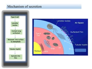 Mechanism of secretion
 