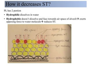 How it decreases ST?
PL has 2 portion
• Hydrophilic dissolves in water
• Hydrophobic doesn’t dissolve and face towards air space of alveoli exerts
opposing force to water molecule reduces ST.
 