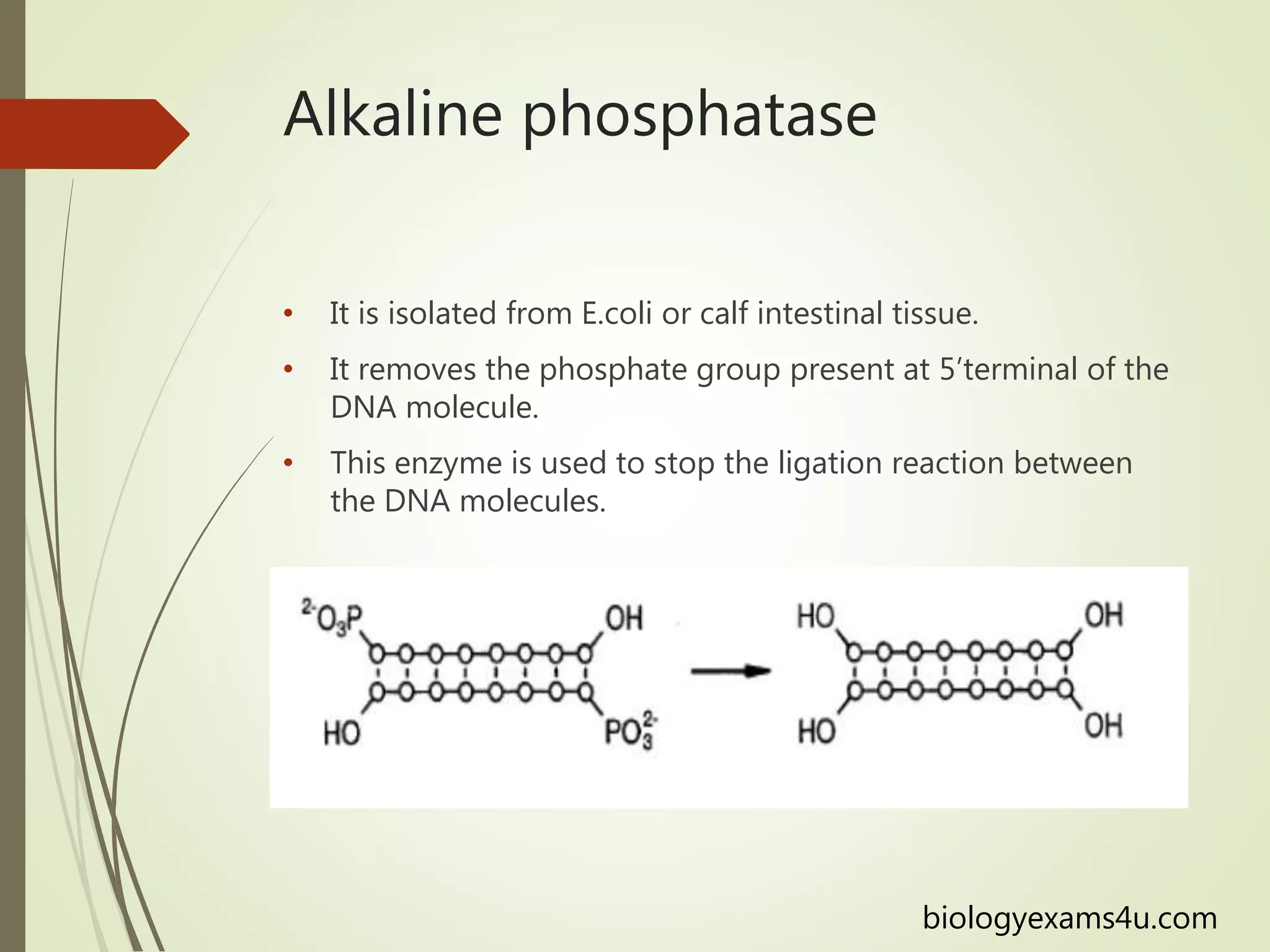 Alkaline phosphatase
• It is isolated from E.coli or calf intestinal tissue.
• It removes the phosphate group present at 5’terminal of the
DNA molecule.
• This enzyme is used to stop the ligation reaction between
the DNA molecules.
biologyexams4u.com
 