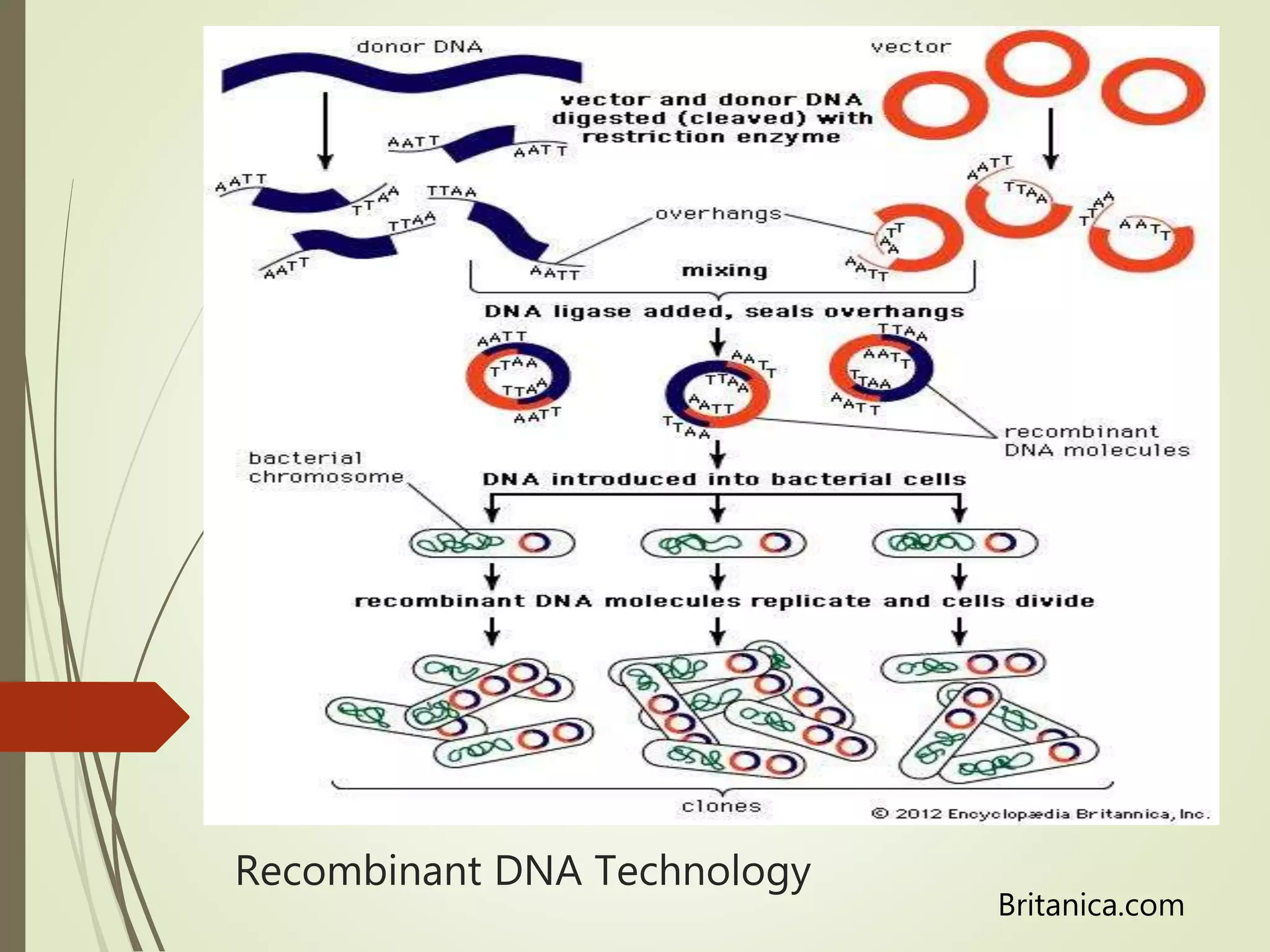 Recombinant DNA Technology
Britanica.com
 
