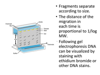 RECOMBINANT DNA TECHNOLOGY (Rdt) (RDT) [RDT] | PDF