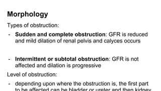 Morphology
Types of obstruction:
- Sudden and complete obstruction: GFR is reduced
and mild dilation of renal pelvis and calyces occurs
- Intermittent or subtotal obstruction: GFR is not
affected and dilation is progressive
Level of obstruction:
- depending upon where the obstruction is, the first part
 