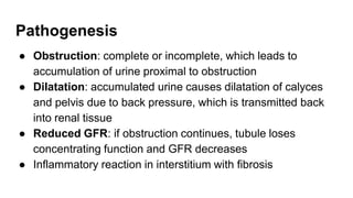 Pathogenesis
● Obstruction: complete or incomplete, which leads to
accumulation of urine proximal to obstruction
● Dilatation: accumulated urine causes dilatation of calyces
and pelvis due to back pressure, which is transmitted back
into renal tissue
● Reduced GFR: if obstruction continues, tubule loses
concentrating function and GFR decreases
● Inflammatory reaction in interstitium with fibrosis
 