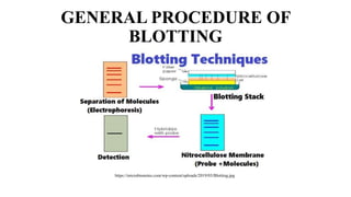 Southern & Northern blot | PPTX