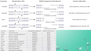 Recombinant DNA technology:- Restriction enzymes | PDF