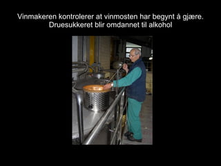 Vinmakeren kontrolerer at vinmosten har begynt å gjære. Druesukkeret blir omdannet til alkohol 