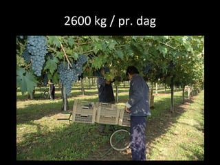 2600 kg / pr. dag 