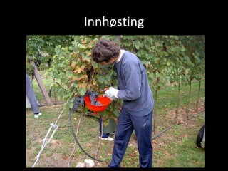 Innhøsting 