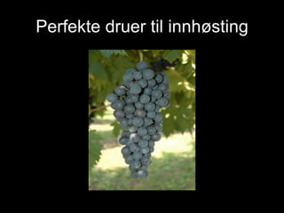 Perfekte druer til innhøsting 