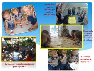 Gostamos
muito do ovo
de codorna
Com nossos chocalhos cantamos
para a galinha
Conhecendo
outros
animais que
também
botam ovos
Observando
os ovos da
galinha, do
passarinho e
da codorna
 