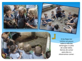 O tio Pepe nos
contou um pouco
sobre a vida das
tartarugas e o jeito
de cuidar delas.
Demos de comer
para elas e a
observamos comer.
 