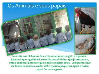 Na visita aos bichinhos da escola observamos o galo e a galinha.
Sabemos que a galinha é a mamãe dos pintinhos que já cresceram,
então pudemos perceber que o galo é o papai deles. Lembramos que
ele também ajudou a cuidar deles quando pequenos, igual o nosso
papai faz com a gente.
Os Animais e seus papais
 