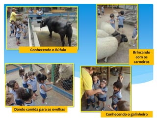 Conhecendo o Búfalo
Brincando
com os
carneiros
Dando comida para as ovelhas
Conhecendo o galinheiro
 