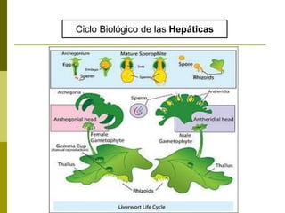 Ciclo Biológico de las Hepáticas
 