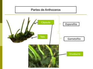 Partes de Anthoceros
Cápsula
Talo
Esporofito
Gametofito
Involucro
 