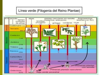 Línea verde (Filogenia del Reino Plantae)
 