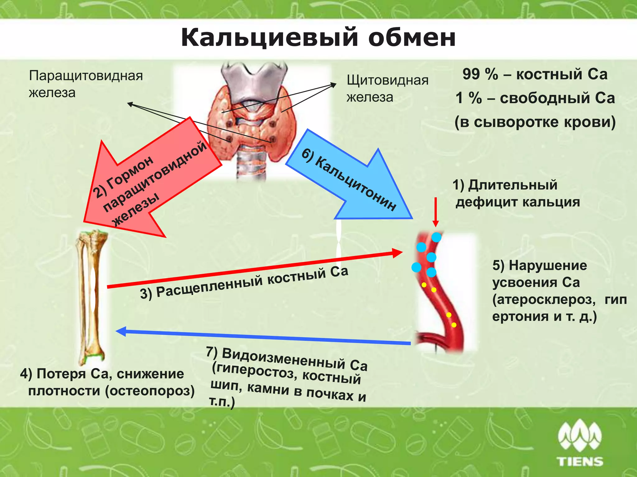 Кальциевый обмен
99 % ‒ костный Са
1 % ‒ свободный Са
(в сыворотке крови)
5) Нарушение
усвоения Са
(атеросклероз, гип
ертония и т. д.)
Паращитовидная
железа
4) Потеря Са, снижение
плотности (остеопороз)
Щитовидная
железа
1) Длительный
дефицит кальция
 