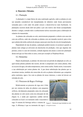 Lic. Eng. Agronómica
Produção de plantas aromáticas - do viveiro à infusão!
14
4. Material e Métodos
4.1. Plantação
A plantação é a etapa básica de uma exploração agrícola, onde as plantas já com
um tamanho considerável são transplantadas do tabuleiro onde foram previamente
semeadas para o solo onde vão poder crescer e desenvolver-se mais facilmente. As
plantações ocorrem desde abril até junho e por este motivo não foram acompanhadas
durante o estágio, contudo todo o conhecimento teórico necessário para a elaboração do
relatório foi transmitido.
As plantas são colocadas no solo, anteriormente preparado e coberto com uma tela
com uns orifícios, onde são colocadas as plantas com um tamanho razoável, para evitar
que a planta não tenha carência de energia e passe por uma fase de crise de transplantação.
Dependendo do tipo de planta, a plantação poderá mesmo só acontecer quando as
plantas mais antigas já estiverem em decréscimo de produção, visto que algumas são
perenes, como é o caso do Limonete, contudo algumas são anuais e como tal a plantação
destas terá que ser feita todos os anos, como por exemplo as Perpétuas-Roxas.
4.2. Retanchas
Depois da plantação, as plantas vão atravessar um período de adaptação ao solo, ao
qual muitas plantas poderão não resistir, devido à competição com outras plantas, falta
ou excesso de água, elevadas temperaturas, entre outras razões. Sendo assim, é necessário
a sua substituição por outras plantas sãs. A par desta substituição das plantas que se
encontram mortas, também são removidas do solo as plantas infestantes que competem
pelos nutrientes, água e luz com as plantas do nosso interesse, e como tal devem ser
retiradas do solo.
4.3. Processos de Rega e Fertirega
Relativamente ao processo de rega este é feito
por um sistema de tubos de plástico com pequenos
orifícios, devidamente preparados antes da colocação
das plantas no solo assim como da colocação da tela
(figura 2), e ainda por aspersores canhão móveis
colocados no local e no momento onde é necessário a
rega. O sistema de fertirega utiliza o sistema de
rega. A diferença é que no momento da rega é
Figura 2 – Sistema de rega instalado no solo
(Fotografia do autor)
 