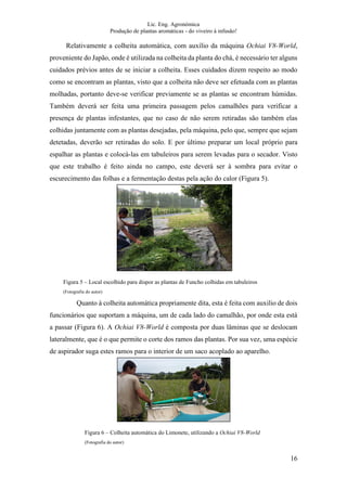 Lic. Eng. Agronómica
Produção de plantas aromáticas - do viveiro à infusão!
16
Relativamente a colheita automática, com auxílio da máquina Ochiai V8-World,
proveniente do Japão, onde é utilizada na colheita da planta do chá, é necessário ter alguns
cuidados prévios antes de se iniciar a colheita. Esses cuidados dizem respeito ao modo
como se encontram as plantas, visto que a colheita não deve ser efetuada com as plantas
molhadas, portanto deve-se verificar previamente se as plantas se encontram húmidas.
Também deverá ser feita uma primeira passagem pelos camalhões para verificar a
presença de plantas infestantes, que no caso de não serem retiradas são também elas
colhidas juntamente com as plantas desejadas, pela máquina, pelo que, sempre que sejam
detetadas, deverão ser retiradas do solo. E por último preparar um local próprio para
espalhar as plantas e colocá-las em tabuleiros para serem levadas para o secador. Visto
que este trabalho é feito ainda no campo, este deverá ser à sombra para evitar o
escurecimento das folhas e a fermentação destas pela ação do calor (Figura 5).
Quanto à colheita automática propriamente dita, esta é feita com auxilio de dois
funcionários que suportam a máquina, um de cada lado do camalhão, por onde esta está
a passar (Figura 6). A Ochiai V8-World é composta por duas lâminas que se deslocam
lateralmente, que é o que permite o corte dos ramos das plantas. Por sua vez, uma espécie
de aspirador suga estes ramos para o interior de um saco acoplado ao aparelho.
Figura 5 – Local escolhido para dispor as plantas de Funcho colhidas em tabuleiros
(Fotografia do autor)
Figura 6 – Colheita automática do Limonete, utilizando a Ochiai V8-World
(Fotografia do autor)
 