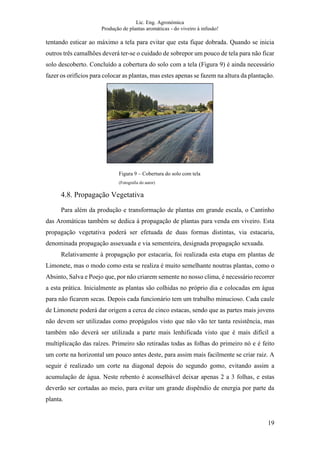 Lic. Eng. Agronómica
Produção de plantas aromáticas - do viveiro à infusão!
19
tentando esticar ao máximo a tela para evitar que esta fique dobrada. Quando se inicia
outros três camalhões deverá ter-se o cuidado de sobrepor um pouco de tela para não ficar
solo descoberto. Concluído a cobertura do solo com a tela (Figura 9) é ainda necessário
fazer os orifícios para colocar as plantas, mas estes apenas se fazem na altura da plantação.
4.8. Propagação Vegetativa
Para além da produção e transformação de plantas em grande escala, o Cantinho
das Aromáticas também se dedica à propagação de plantas para venda em viveiro. Esta
propagação vegetativa poderá ser efetuada de duas formas distintas, via estacaria,
denominada propagação assexuada e via sementeira, designada propagação sexuada.
Relativamente à propagação por estacaria, foi realizada esta etapa em plantas de
Limonete, mas o modo como esta se realiza é muito semelhante noutras plantas, como o
Absinto, Salva e Poejo que, por não criarem semente no nosso clima, é necessário recorrer
a esta prática. Inicialmente as plantas são colhidas no próprio dia e colocadas em água
para não ficarem secas. Depois cada funcionário tem um trabalho minucioso. Cada caule
de Limonete poderá dar origem a cerca de cinco estacas, sendo que as partes mais jovens
não devem ser utilizadas como propágulos visto que não vão ter tanta resistência, mas
também não deverá ser utilizada a parte mais lenhificada visto que é mais difícil a
multiplicação das raízes. Primeiro são retiradas todas as folhas do primeiro nó e é feito
um corte na horizontal um pouco antes deste, para assim mais facilmente se criar raiz. A
seguir é realizado um corte na diagonal depois do segundo gomo, evitando assim a
acumulação de água. Neste rebento é aconselhável deixar apenas 2 a 3 folhas, e estas
deverão ser cortadas ao meio, para evitar um grande dispêndio de energia por parte da
planta.
Figura 9 – Cobertura do solo com tela
(Fotografia do autor)
 