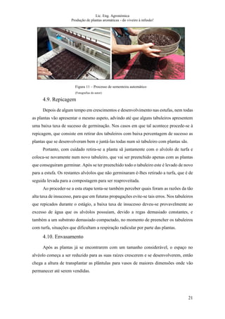 Lic. Eng. Agronómica
Produção de plantas aromáticas - do viveiro à infusão!
21
4.9. Repicagem
Depois de algum tempo em crescimentos e desenvolvimento nas estufas, nem todas
as plantas vão apresentar o mesmo aspeto, advindo até que alguns tabuleiros apresentem
uma baixa taxa de sucesso de germinação. Nos casos em que tal acontece procede-se à
repicagem, que consiste em retirar dos tabuleiros com baixa percentagem de sucesso as
plantas que se desenvolveram bem e juntá-las todas num só tabuleiro com plantas sãs.
Portanto, com cuidado retira-se a planta sã juntamente com o alvéolo de turfa e
coloca-se novamente num novo tabuleiro, que vai ser preenchido apenas com as plantas
que conseguiram germinar. Após se ter preenchido todo o tabuleiro este é levado de novo
para a estufa. Os restantes alvéolos que não germinaram é-lhes retirado a turfa, que é de
seguida levada para a compostagem para ser reaproveitada.
Ao proceder-se a esta etapa tenta-se também perceber quais foram as razões da tão
alta taxa de insucesso, para que em futuras propagações evite-se tais erros. Nos tabuleiros
que repicados durante o estágio, a baixa taxa de insucesso deveu-se provavelmente ao
excesso de água que os alvéolos possuíam, devido a regas demasiado constantes, e
também a um substrato demasiado compactado, no momento de preencher os tabuleiros
com turfa, situações que dificultam a respiração radicular por parte das plantas.
4.10. Envasamento
Após as plantas já se encontrarem com um tamanho considerável, o espaço no
alvéolo começa a ser reduzido para as suas raízes crescerem e se desenvolverem, então
chega a altura de transplantar as plântulas para vasos de maiores dimensões onde vão
permanecer até serem vendidas.
Figura 11 – Processo de sementeira automático
(Fotografias do autor)
 