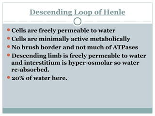 Descending Loop of Henle
Cells are freely permeable to water
Cells are minimally active metabolically
No brush border and not much of ATPases
Descending limb is freely permeable to water
and interstitium is hyper-osmolar so water
re-absorbed.
20% of water here.
 