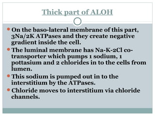 Thick part of ALOH
On the baso-lateral membrane of this part,
3Na/2K ATPases and they create negative
gradient inside the cell.
The luminal membrane has Na-K-2Cl co-
transporter which pumps 1 sodium, 1
pottasium and 2 chlorides in to the cells from
lumen.
This sodium is pumped out in to the
interstitium by the ATPases.
Chloride moves to interstitium via chloride
channels.
 