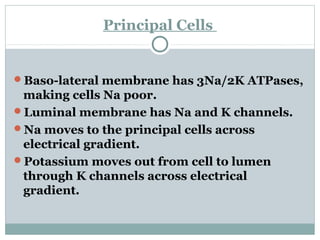 Principal Cells
Baso-lateral membrane has 3Na/2K ATPases,
making cells Na poor.
Luminal membrane has Na and K channels.
Na moves to the principal cells across
electrical gradient.
Potassium moves out from cell to lumen
through K channels across electrical
gradient.
 