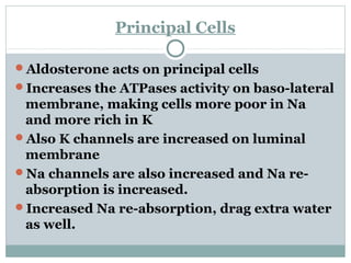Principal Cells
Aldosterone acts on principal cells
Increases the ATPases activity on baso-lateral
membrane, making cells more poor in Na
and more rich in K
Also K channels are increased on luminal
membrane
Na channels are also increased and Na re-
absorption is increased.
Increased Na re-absorption, drag extra water
as well.
 