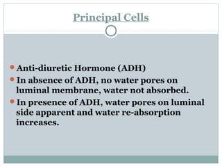 Principal Cells
Anti-diuretic Hormone (ADH)
In absence of ADH, no water pores on
luminal membrane, water not absorbed.
In presence of ADH, water pores on luminal
side apparent and water re-absorption
increases.
 