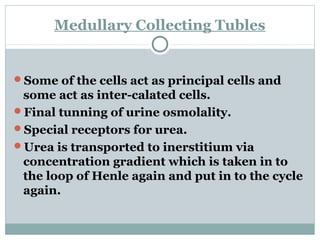 Medullary Collecting Tubles
Some of the cells act as principal cells and
some act as inter-calated cells.
Final tunning of urine osmolality.
Special receptors for urea.
Urea is transported to inerstitium via
concentration gradient which is taken in to
the loop of Henle again and put in to the cycle
again.
 