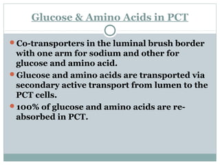 Glucose & Amino Acids in PCT
Co-transporters in the luminal brush border
with one arm for sodium and other for
glucose and amino acid.
Glucose and amino acids are transported via
secondary active transport from lumen to the
PCT cells.
100% of glucose and amino acids are re-
absorbed in PCT.
 