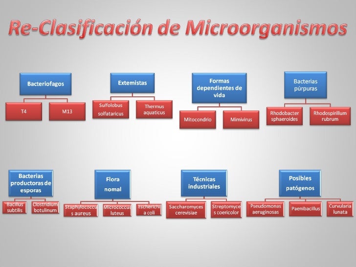 Re Clasificacion De Microorganismos