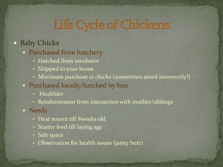 Baby ChicksPurchased from hatcheryHatched from incubatorShipped to your homeMinimum purchase 12 chicks (sometimes sexed incorrectly!)Purchased locally/hatched by henHealthierReinforcement from interaction with mother/siblings NeedsHeat source till 8weeks oldStarter feed till laying ageSafe spaceObservation for health issues (pasty butt)	Life Cycle of Chickens