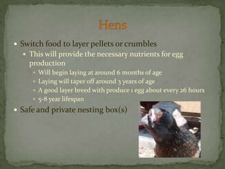Switch food to layer pellets or crumbles This will provide the necessary nutrients for egg productionWill begin laying at around 6 months of ageLaying will taper off around 3 years of ageA good layer breed with produce 1 egg about every 26 hours5-8 year lifespanSafe and private nesting box(s)Hens