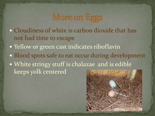 Cloudiness of white is carbon dioxide that has not had time to escapeYellow or green cast indicates riboflavinBlood spots safe to eat occur during development White stringy stuff is chalazae  and is edible keeps yolk centeredMore on Eggs