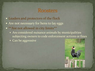 Leaders and protectors of the flockAre not necessary for hens to lay eggs**Are not allowed in city limits**Are considered nuisance animals by municipalities subjecting owners to code enforcement actions or finesCan be aggressiveRoosters