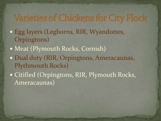 Egg layers (Leghorns, RIR, Wyandottes, Orpingtons)Meat (Plymouth Rocks, Cornish)Dual duty (RIR, Orpingtons, Ameracaunas, Plythmouth Rocks)Citified (Orpingtons, RIR, Plymouth Rocks, Ameracaunas)Varieties of Chickens for City Flock