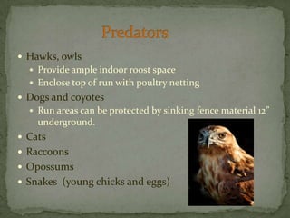 Hawks, owlsProvide ample indoor roost spaceEnclose top of run with poultry nettingDogs and coyotesRun areas can be protected by sinking fence material 12”underground.CatsRaccoonsOpossumsSnakes  (young chicks and eggs)Predators