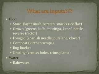 FoodStore  (layer mash, scratch, snacks rice flax)Grown (greens, luffa, moringa, kenaf, nettle, reverse tractor)Foraged (spanish needle, purslane, clover)Compost (kitchen scraps)Bug bucketGrazing (creates holes, trims plants)WaterRainwaterWhat are Inputs???
