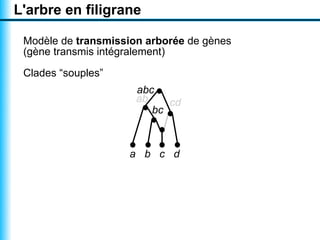 L'arbre en filigrane

 Modèle de transmission arborée de gènes
 (gène transmis intégralement)

 Clades “souples”
                      abc
                      ab    cd
                         bc



                    a b c d
 