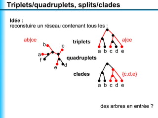 Triplets/quadruplets, splits/clades

Idée :
reconstuire un réseau contenant tous les :

      ab|ce                    triplets           a|ce
                   b       c
                                          a b c d e
              a
               f            quadruplets
                       e   d
                               clades             {c,d,e}

                                          a b c d e



                                          des arbres en entrée ?
 