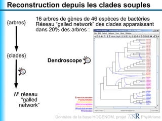 Reconstruction depuis les clades souples
           16 arbres de gènes de 46 espèces de bactéries
{arbres}   Réseau “galled network” des clades apparaissant
           dans 20% des arbres :



{clades}
               Dendroscope




  N' réseau                Enterobacteriales
     “galled                  Pasteurellales
                            Aeromonadales
    network”               Alteromonadales
                           Oceanospirillales
                           Rhodobacterales
                                 Rhizobiales

                  Données de la base HOGENOM, projet   PhylAriane
 