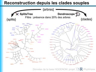 Reconstruction depuis les clades souples
                             {arbres}
            SplitsTree                     Dendroscope
                Filtre : présence dans 20% des arbres
 {splits}                                                 {clades}




                     Données de la base HOGENOM, projet    PhylAriane
 