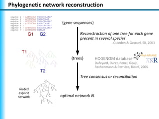 Phylogenetic network reconstruction
espèce   1   :   AATTGCAG TAGCCCAAAAT
espèce   2   :   ACCTGCAG TAGACCAAT
espèce
espèce
         3
         4
             :
             :
                 GCTTGCCG
                 ATTTGCAG
                          TAGACAAGAAT
                          AAGACCAAAT    {gene sequences}
espèce   5   :            TAGACAAGAAT
espèce   6   :   ACTTGCAG TAGCACAAAAT
espèce   7   :   ACCTGGTG TAAAAT

                  G1        G2                    Reconstruction of one tree for each gene
                                                  present in several species
                                                                        Guindon & Gascuel, SB, 2003

             T1
                                             {trees}        HOGENOM database
                                                            Dufayard, Duret, Penel, Gouy,
                                                            Rechenmann & Perrière, BioInf, 2005
                            T2
                                                  Tree consensus or reconciliation

      rooted
     explicit
     network                            optimal network N
 