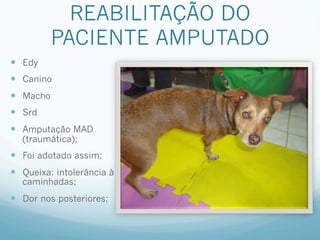 REABILITAÇÃO DO
            PACIENTE AMPUTADO
—  Edy
—  Canino
—  Macho
—  Srd
—  Amputação MAD
   (traumática);
—  Foi adotado assim;
—  Queixa: intolerância à
   caminhadas;
—  Dor nos posteriores;
 
