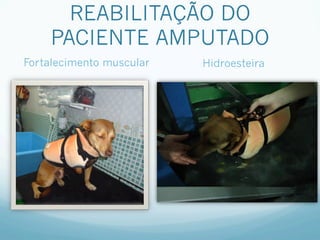 REABILITAÇÃO DO
    PACIENTE AMPUTADO
Fortalecimento muscular   Hidroesteira
 