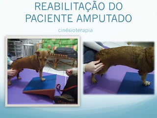 REABILITAÇÃO DO
PACIENTE AMPUTADO
     cinésioterapia
 