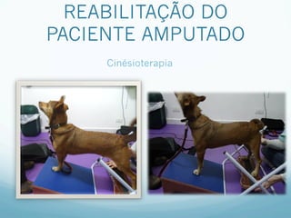 REABILITAÇÃO DO
PACIENTE AMPUTADO
     Cinésioterapia
 