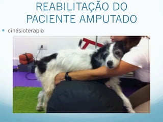 REABILITAÇÃO DO
          PACIENTE AMPUTADO
—  cinésioterapia
 